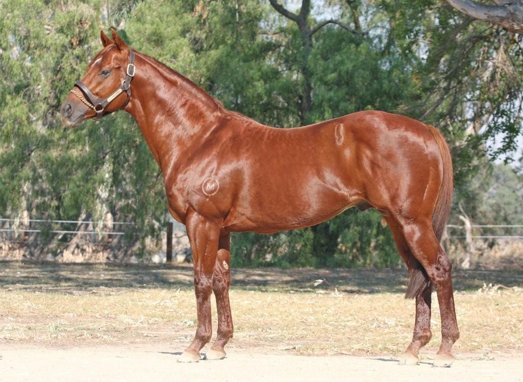 Horse # 1 
